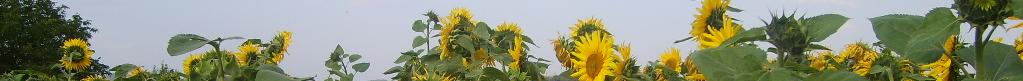 header-sunflowers.jpg